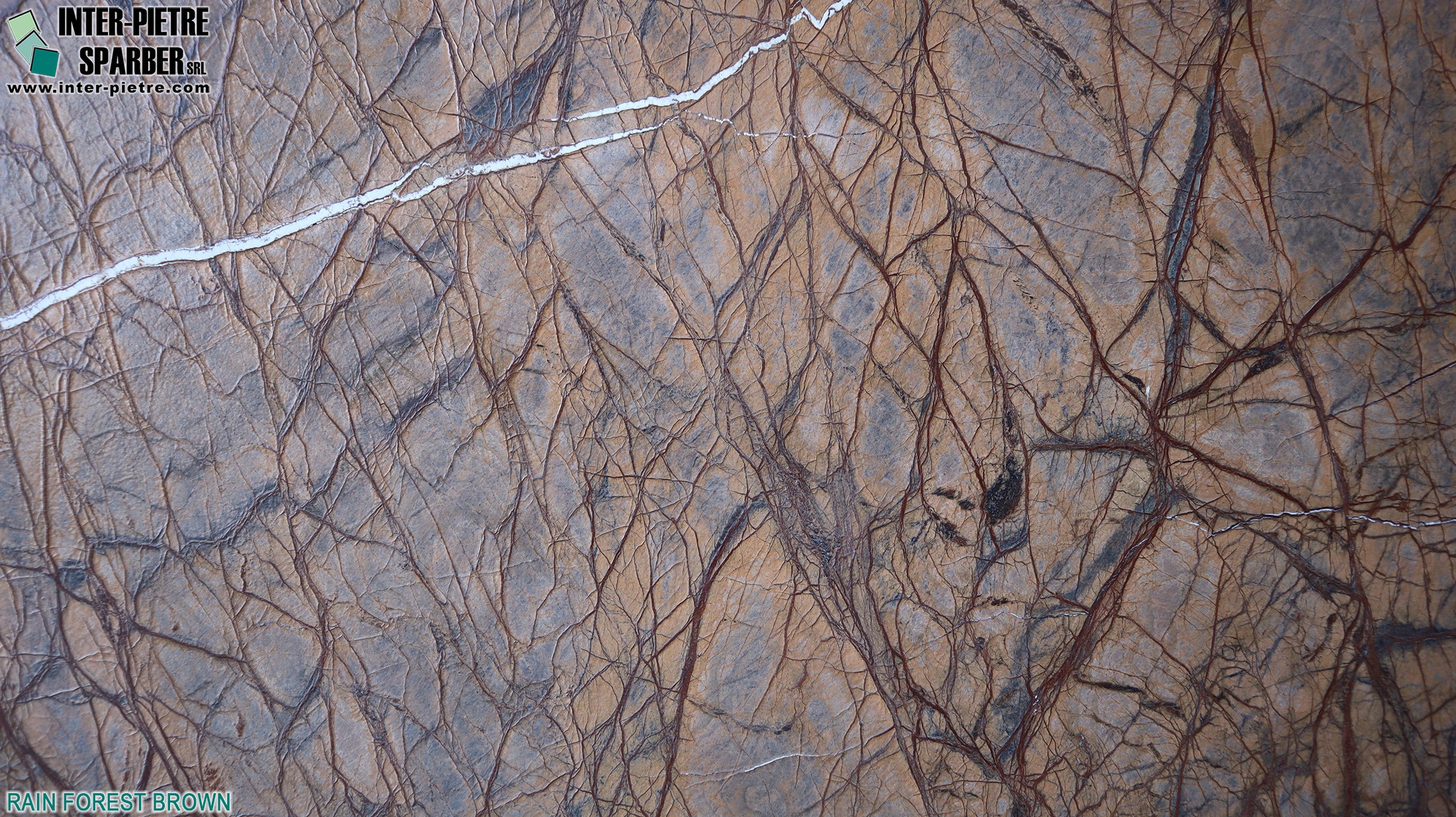 Rain Forest Brown